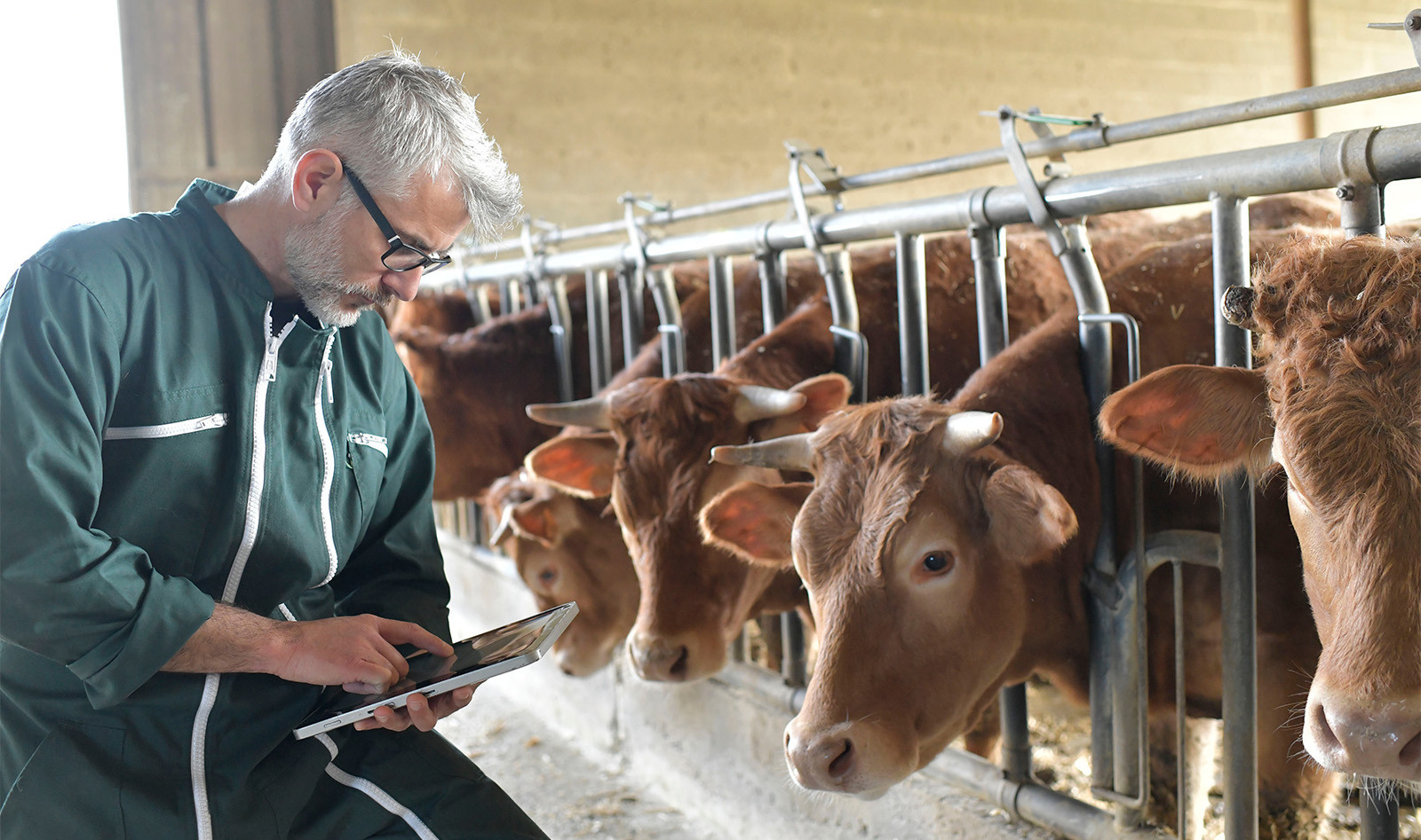Rising livestock prices – Is your stock valuation inflating tax bills?